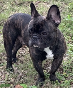 Champion Bloodline French Bulldog Stud - companion Listing Image