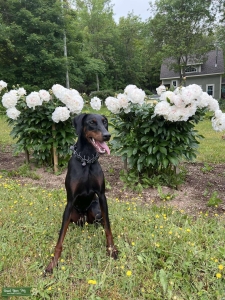 Female Dobermann looking for Male Listing Image