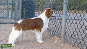 Looking for a registered bitch.  AKC King Charles Cavalier Spaniel Stud. Listing Image
