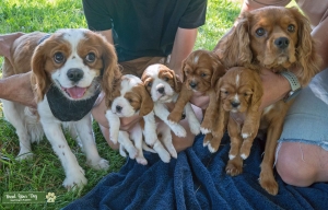 Looking for a registered bitch.  AKC King Charles Cavalier Spaniel Stud. Listing Image