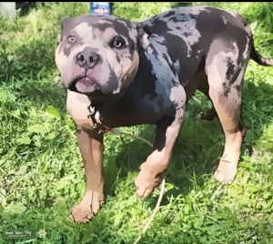 RARE MERLE tri colour American bully stud Listing Image