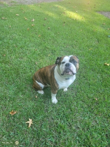 Beautiful Brindle Olde English Bulldogge Listing Image