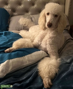  Cream poodle Listing Image