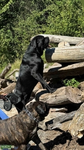 3 year old Large Cane Corso for Stud Service  Listing Image