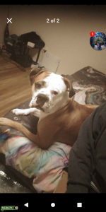 Boxer,/ bull mastiff  Listing Image