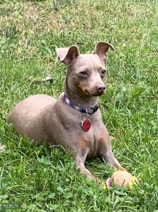 Fawn Miniature Pinscher looking for Stud  Listing Image