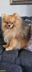 Stunning Pomeranian for Stud  Listing Image