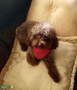 Tiny toy poodle stud  Listing Image