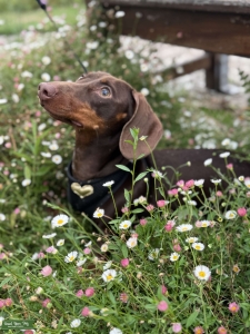 Smooth haired miniature Daushound  Listing Image