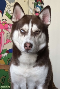 Red Male Husky Listing Image