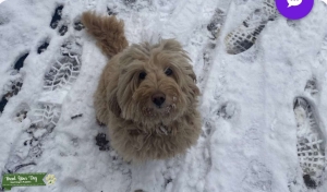 Miniature blonde labradoodle  Listing Image