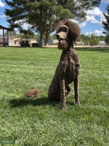 Standard Poodle Stud Listing Image