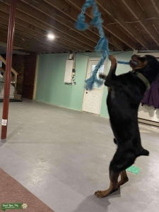 Rottweiler  Listing Image