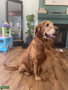 Pure Bred Golden Retriever Listing Image