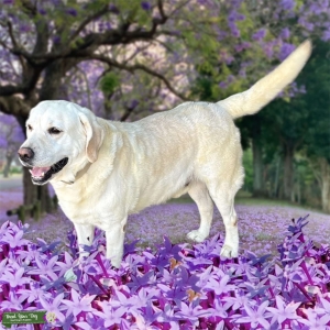 Labrador Retriever Listing Image