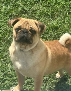 Apricot/ Merle Pug Stud  Listing Image