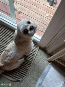 Young female Shih Tzu Listing Image
