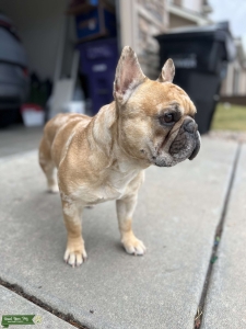 Male frenchies  Listing Image