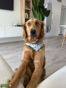 Nash the Golden Retriever Looking for Her Perfect Poodle Match Listing Image