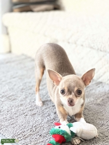 Looking for Chihuahua Stud Listing Image