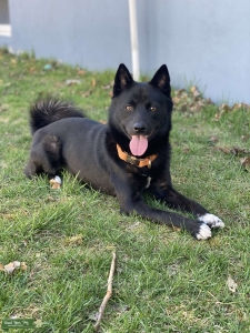 Shiba Inu/Pomsky Stud Listing Image