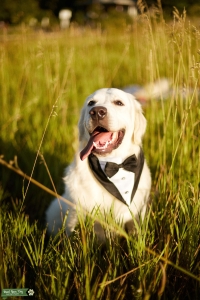 English Cream Golden Retriever male available for stud service Listing Image