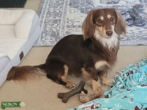 AKC Daschund Stud Listing Image