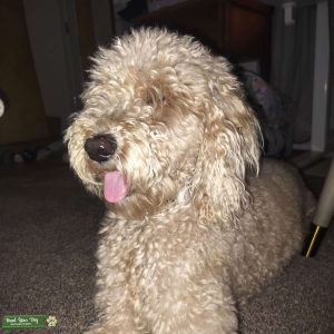 Goldendoodle  Listing Image