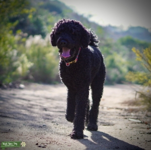 AKC Black Standard Poodle Stud Listing Image
