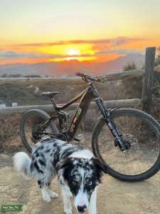 Trail dog Stud Listing Image
