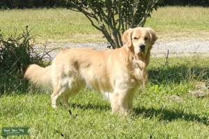 Stud - Theodore of Bakewell Mnt. Listing Image