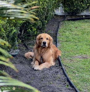 Golden Retriever  Listing Image