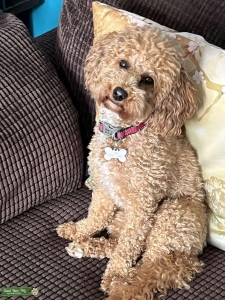 Red poochon bitch Listing Image