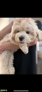 Female Maltipoo Listing Image