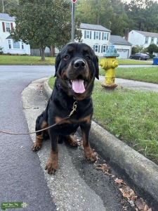 4YO Male Rottweiler  Listing Image