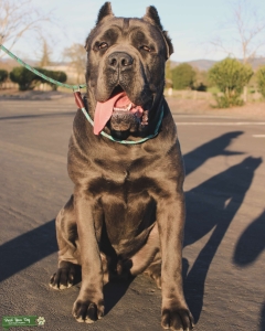 AKC CORSO STUD 150# Listing Image