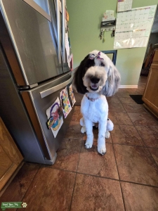 Almost 2 year old F1 sheepadoodle Listing Image