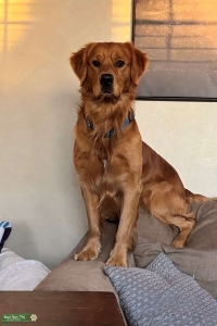 AKC Golden Retriever Stud – Healthy Listing Image