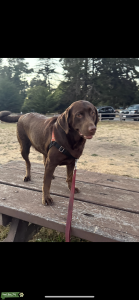 Tala - akc chocolate lab looking for a mate Listing Image
