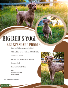 Beautiful AKC Red Standard Poodle!  Listing Image
