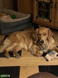 Golden retriever female Listing Image