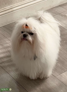 100% Pure Maltese Stud – Imported from South Korea Listing Image