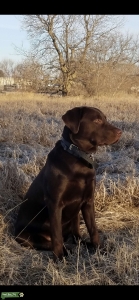 Pedigree chocolate lab Listing Image