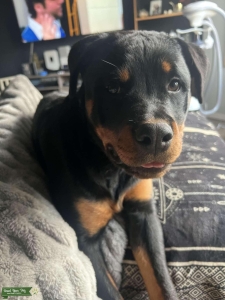 Beautiful AKC registered female German Rottweiler  Listing Image