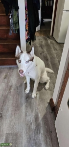 Pure Bred Siberian Husky Female 2 years old Listing Image