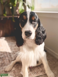 Show Type English Springer Spaniel Listing Image