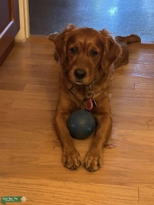 Female OFA AKC Listing Image