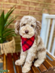 AKC TOY POODLE STUD - 7lbs Genetically CLEAR through Embark Listing Image