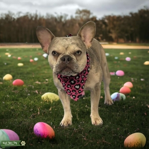 Tri lilac Merle fluffy carrier French Bulldog Listing Image