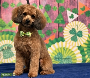 Sable Cockapoo  Listing Image